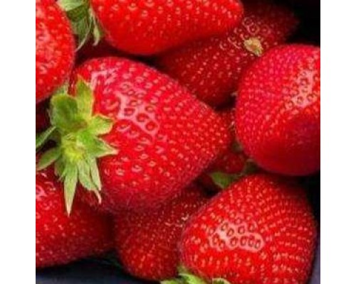 Саженцы ремонтантной клубники Ауджи