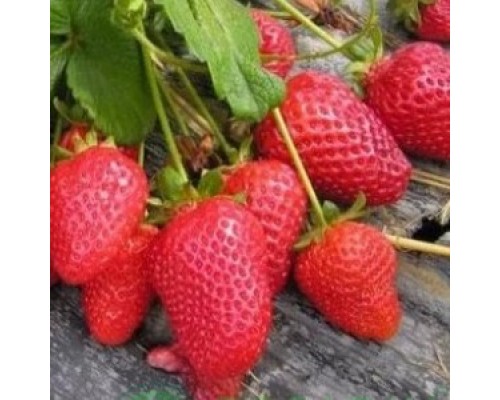 Cаженцы клубники Кабрилло