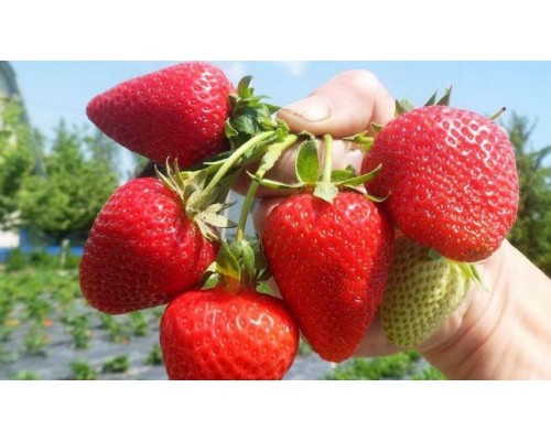 Cаженцы клубники Аргентера FRIGO