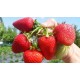 Cаженцы клубники Аргентера FRIGO