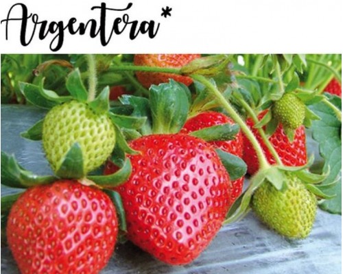 Cаженцы клубники Аргентера FRIGO