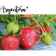 Cаженцы клубники Аргентера FRIGO