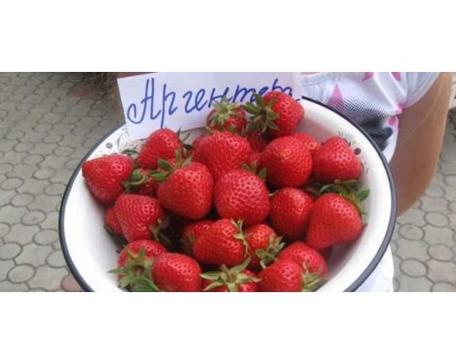 Cаженцы клубники Аргентера FRIGO