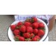 Cаженцы клубники Аргентера FRIGO