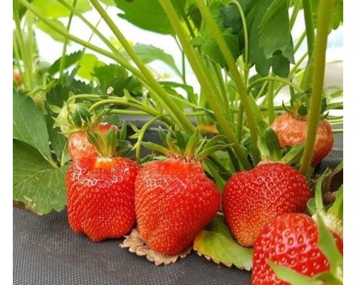 Cаженцы клубники Аргентера FRIGO