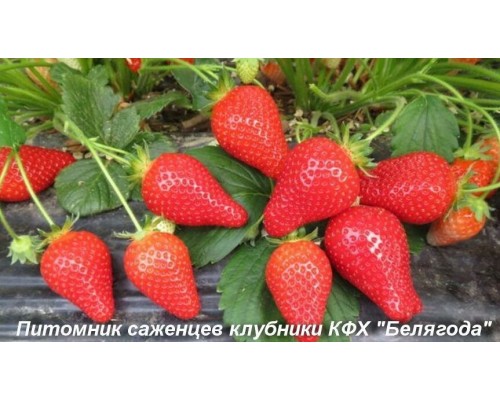 Саженцы ультраранней клубники Альба FRIGO Саженцы ультраранней клубники Альба FRIGO