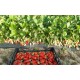 Саженцы ультраранней клубники Альба FRIGO
