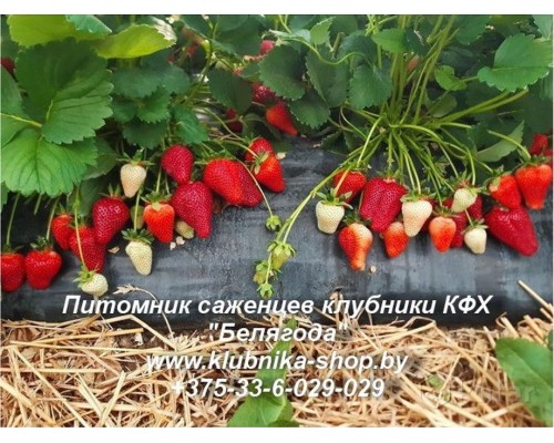 Саженцы клубники Фраголария (Италия) Саженцы клубники Фраголария (Италия)