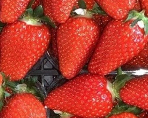 Саженцы клубники ранний сорт Элоди Саженцы клубники ранний сорт Элоди