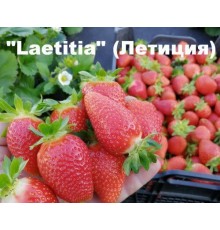 Саженцы клубники позднего сорта Летиция
