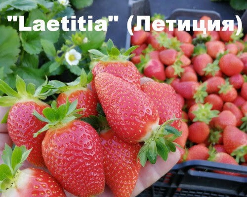 Саженцы клубники позднего сорта Летиция